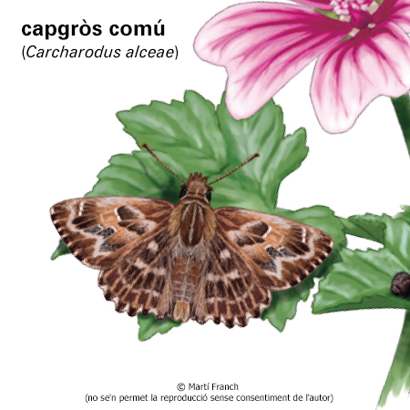 Image from term result on cercaterm