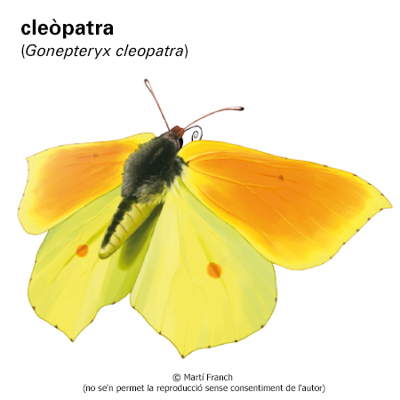 Image from term result on cercaterm