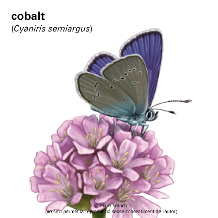 Image from term result on cercaterm