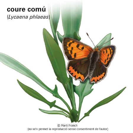 Image from term result on cercaterm