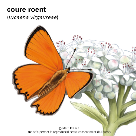 Image from term result on cercaterm