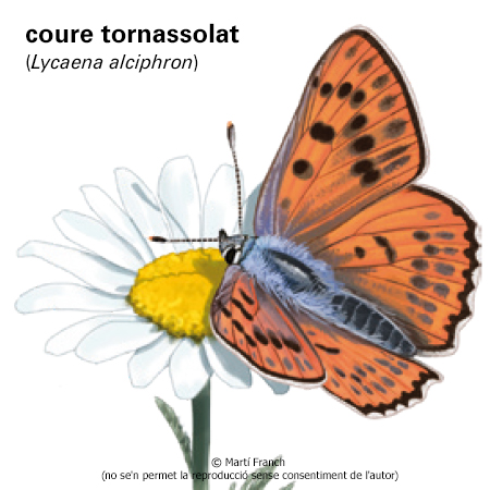 Image from term result on cercaterm