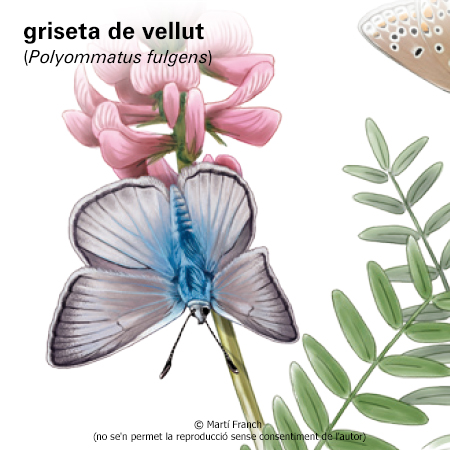 Imagen de un resultado de un térmio del cercaterm