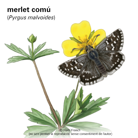 Image from term result on cercaterm