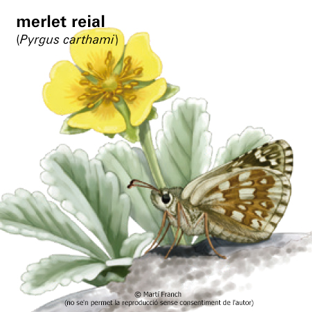 Image from term result on cercaterm