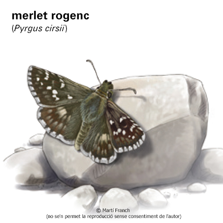 Image from term result on cercaterm