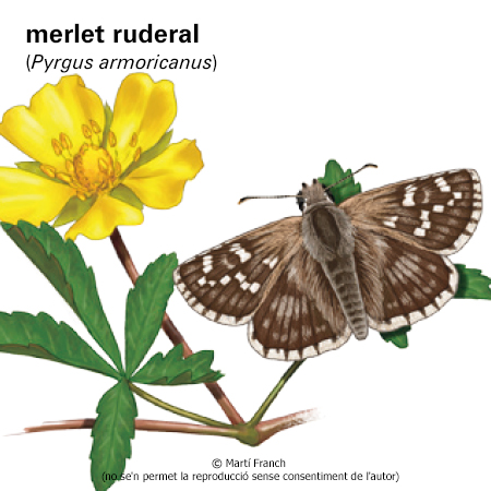 Image from term result on cercaterm