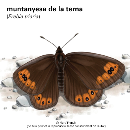 Imatge de resultat en el cercaterm