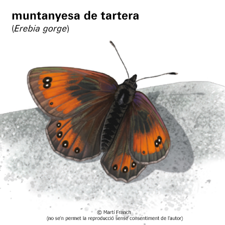 Imatge de resultat en el cercaterm