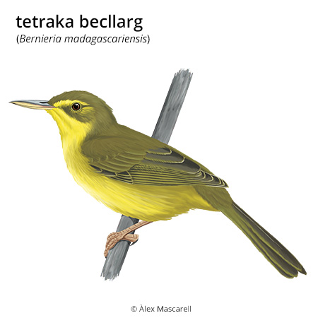 Imatge de resultat en el cercaterm