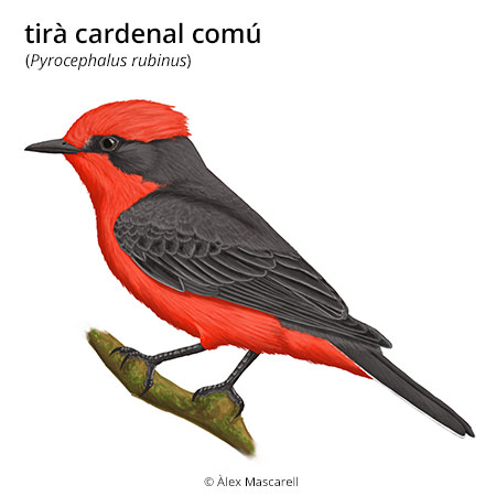 Imatge de resultat en el cercaterm