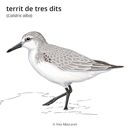 Imatge de resultat en el cercaterm