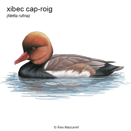 Imatge de resultat en el cercaterm