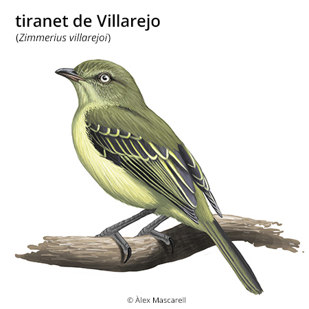 Imatge de resultat en el cercaterm