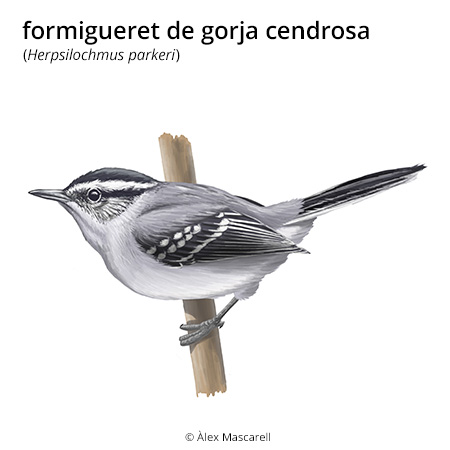 Imatge de resultat en el cercaterm