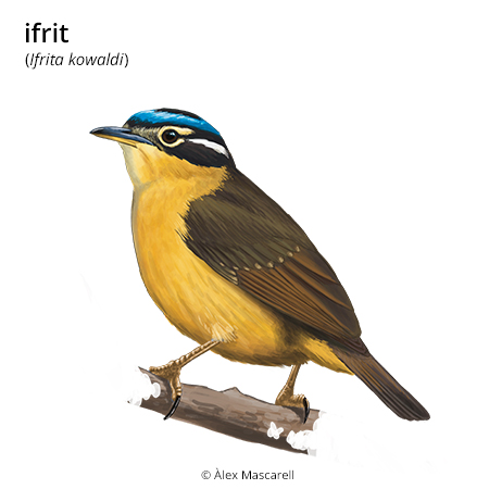 Imatge de resultat en el cercaterm