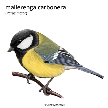 Imagen de un resultado de un térmio del cercaterm