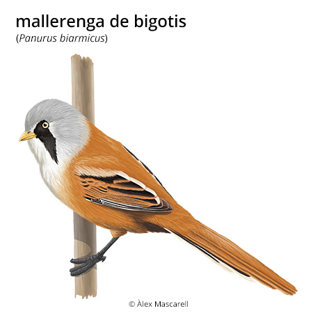 Imagen de un resultado de un térmio del cercaterm