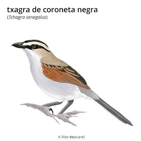 Image from term result on cercaterm