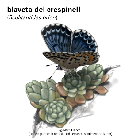 Imagen de un resultado de un térmio del cercaterm