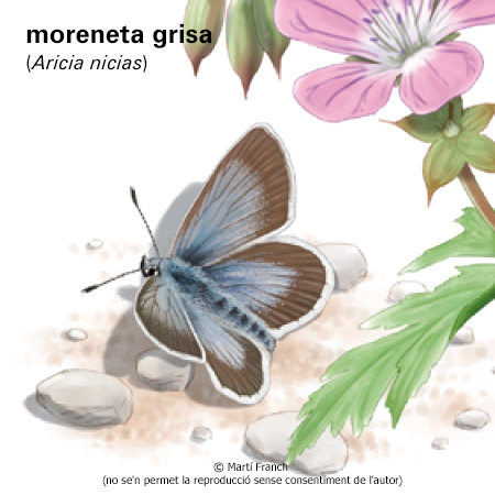 Imagen de un resultado de un térmio del cercaterm