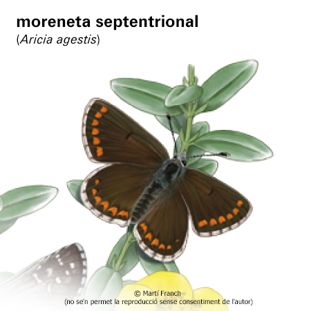 Imagen de un resultado de un térmio del cercaterm