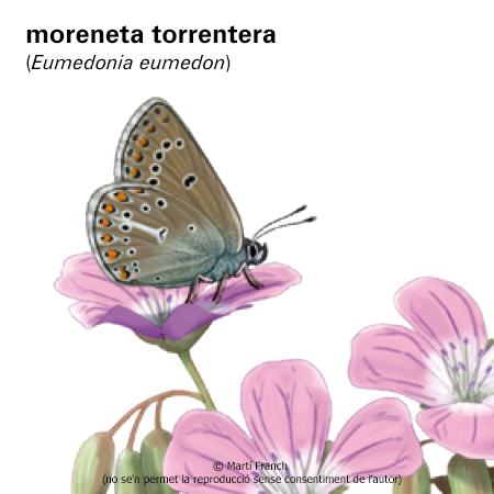 Imagen de un resultado de un térmio del cercaterm