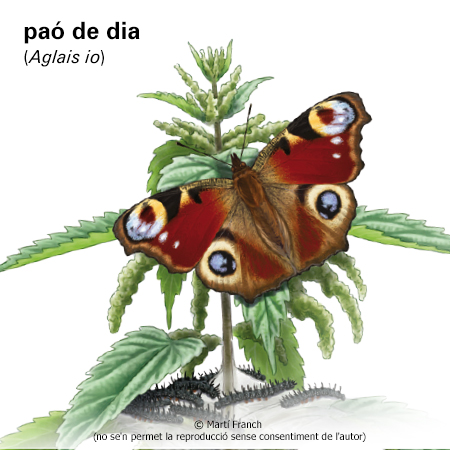 Imagen de un resultado de un térmio del cercaterm