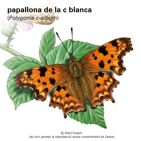 Imagen de un resultado de un térmio del cercaterm