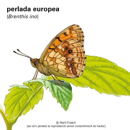Imatge de resultat en el cercaterm