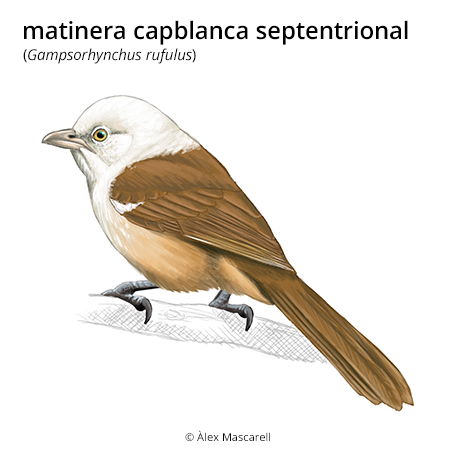 Image from term result on cercaterm
