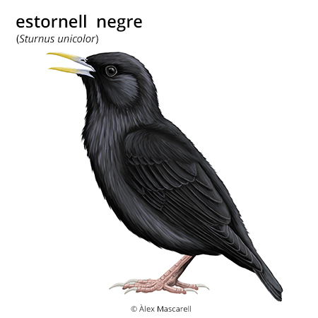 Image from term result on cercaterm