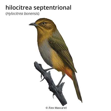 Imagen de un resultado de un térmio del cercaterm