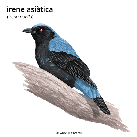Imatge de resultat en el cercaterm