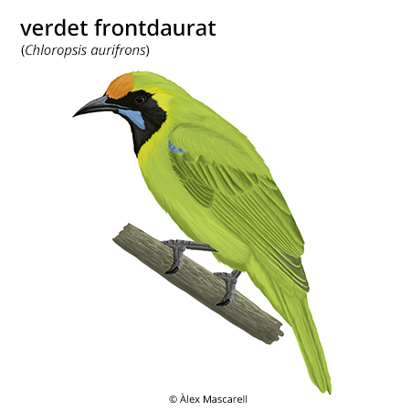 Imatge de resultat en el cercaterm