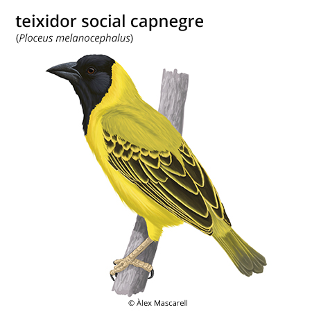 Image from term result on cercaterm