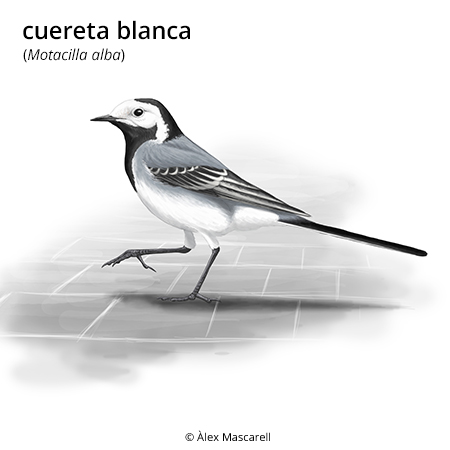 Imagen de un resultado de un térmio del cercaterm