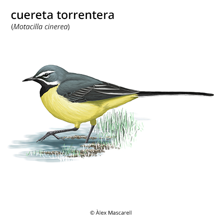 Imagen de un resultado de un térmio del cercaterm