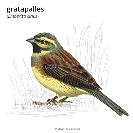 Image from term result on cercaterm