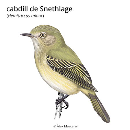 Imatge de resultat en el cercaterm
