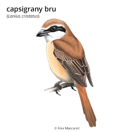 Image from term result on cercaterm