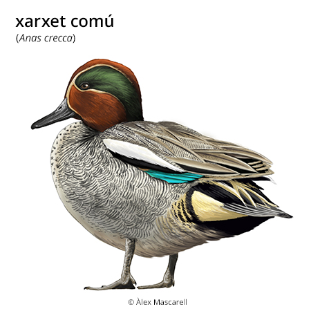 Imatge de resultat en el cercaterm