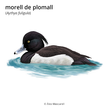 Imatge de resultat en el cercaterm
