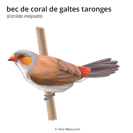 Image from term result on cercaterm