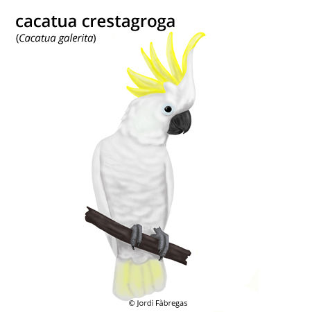 Imatge de resultat en el cercaterm