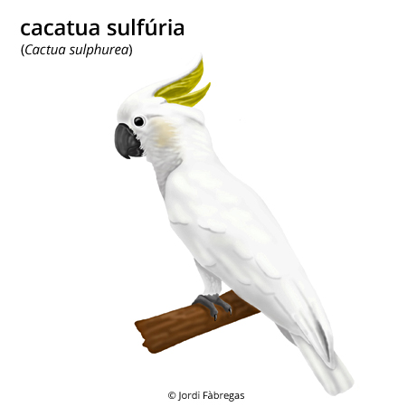 Imatge de resultat en el cercaterm