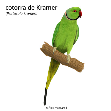 Image from term result on cercaterm