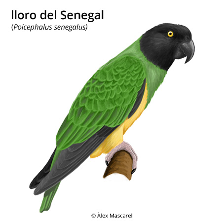 Imagen de un resultado de un térmio del cercaterm