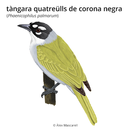 Image from term result on cercaterm