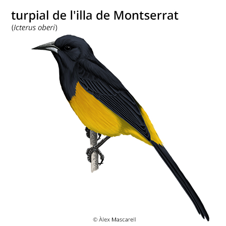 Imatge de resultat en el cercaterm